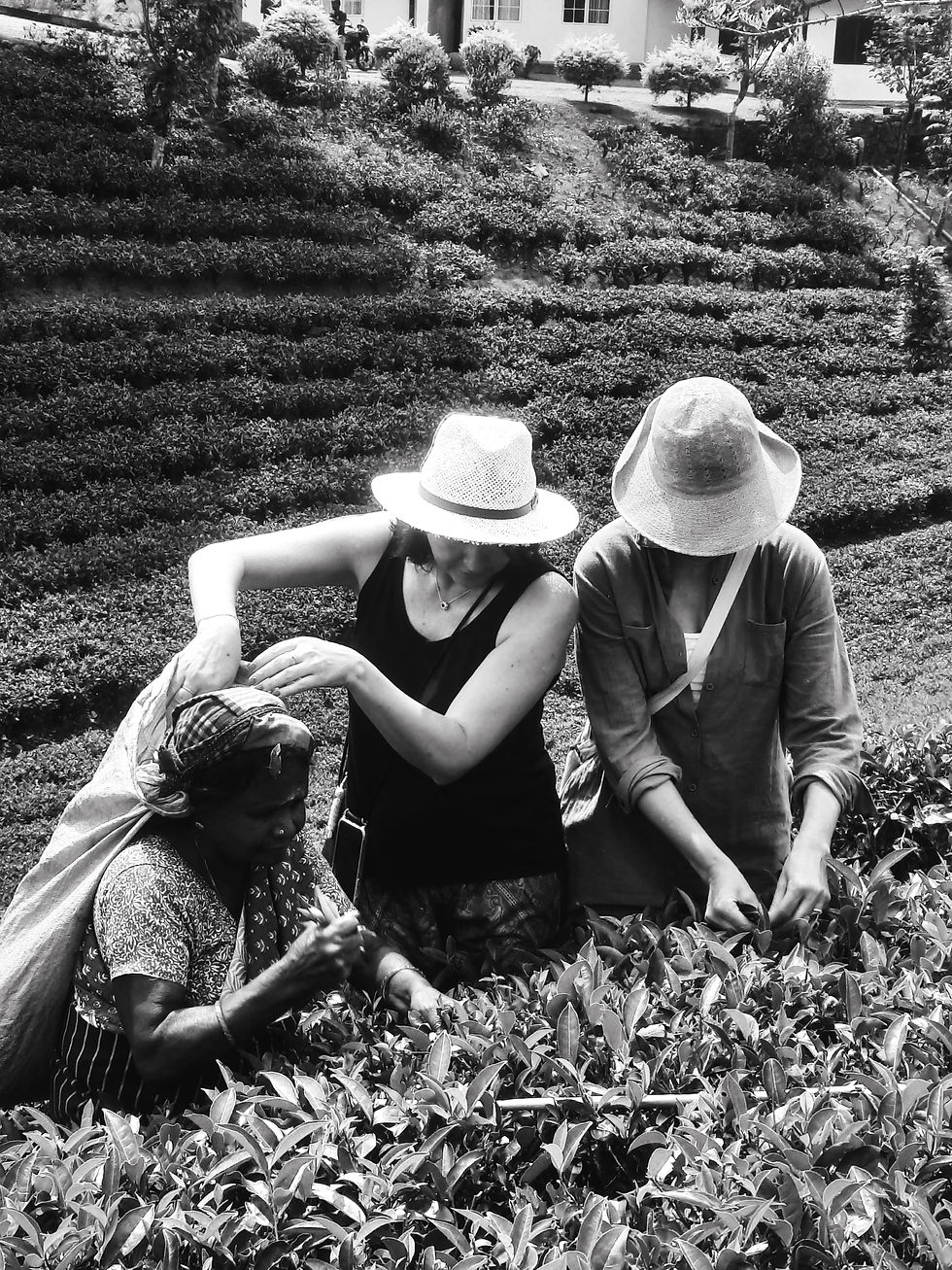 Travelers picking tea leaves during Sri Lanka tours.