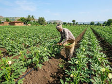Okra (Ladyfinger) Farming: A Practical Guide for Consistent Yield and Better Quality