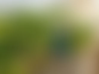 Bitter Gourd Production: Improving Vine Health, Flowering Efficiency, and Fruit Quality Through Better Crop Management