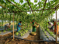 Ridge Gourd Farming: Managing Vine Growth, Flowering, and Yield Consistency for Better Farm Performance