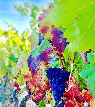 Beautiful Tempranillo.jpeg