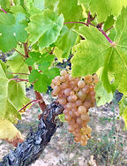 Malvasia Racimo (Vasco Negro).jpeg