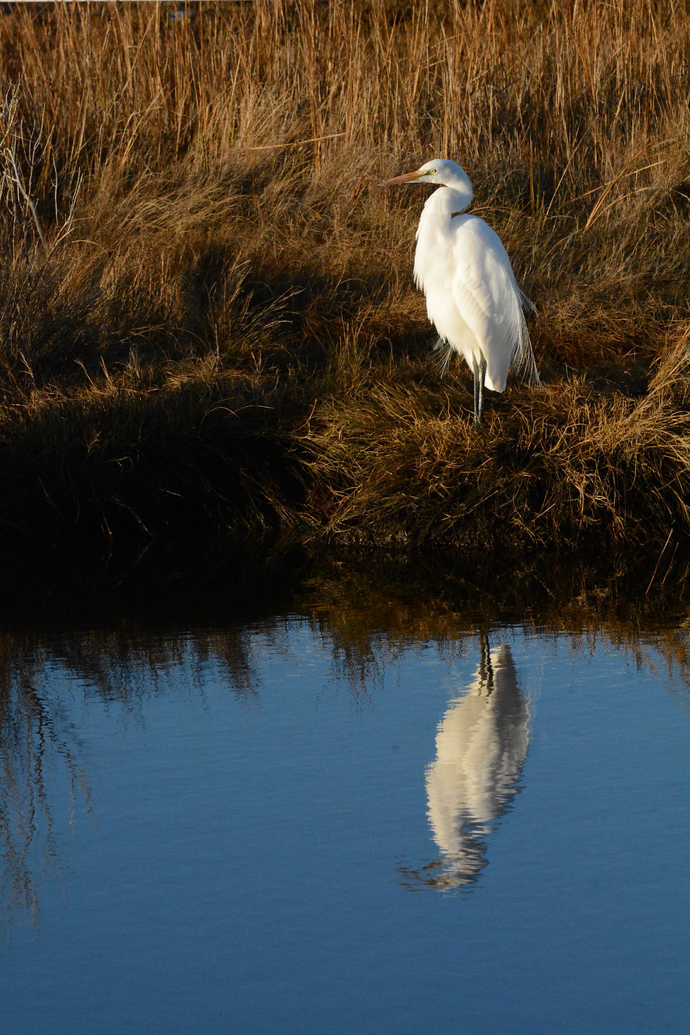 Snowy Egret at Sunrise