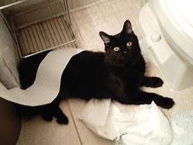 Pet Sitter in Chicago