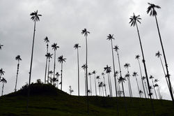 Cocora Salento Quindío Colombia