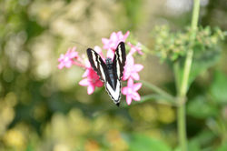 Botanic Garden Calarca