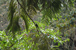 Acaime Cocora Quindío Colombia
