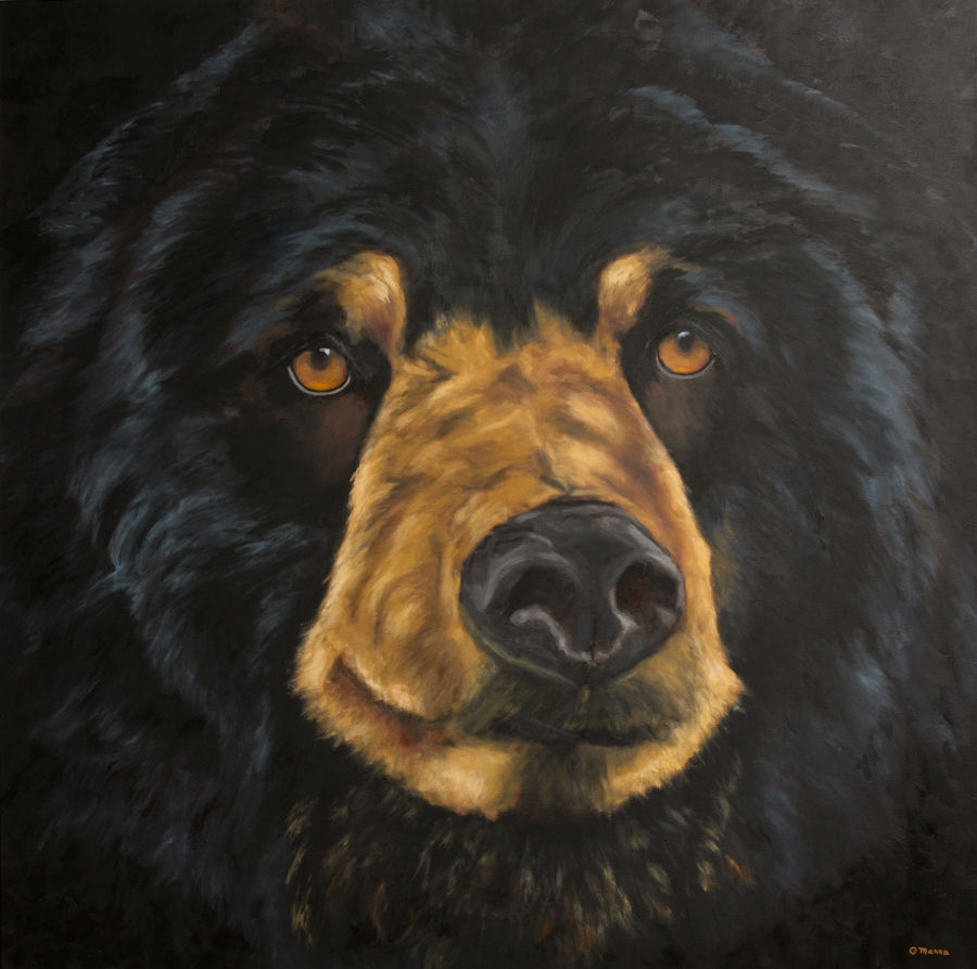 Gentle Bear 48 x 48 - oil on canvas