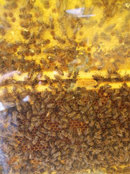 AfterWork - von Bienen & Schwammerl_220630 (c) ÖKL (10).jpg