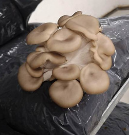 AfterWork - von Bienen & Schwammerl_220630 (c) ÖKL (35).jpg