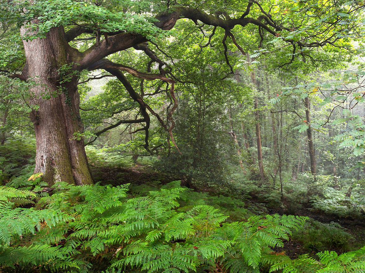 Great Oaks_edited.jpg