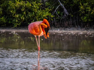 Galapagos, Flamingo statue 