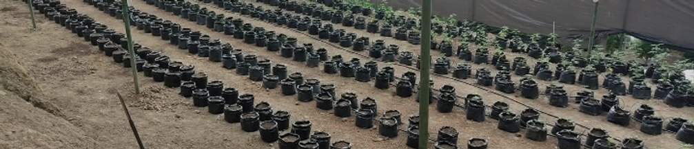 CULTIVO WEED.png