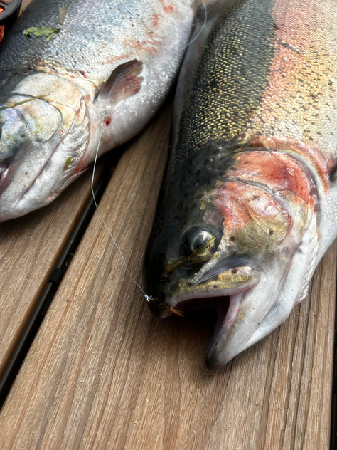 Brace of Trout