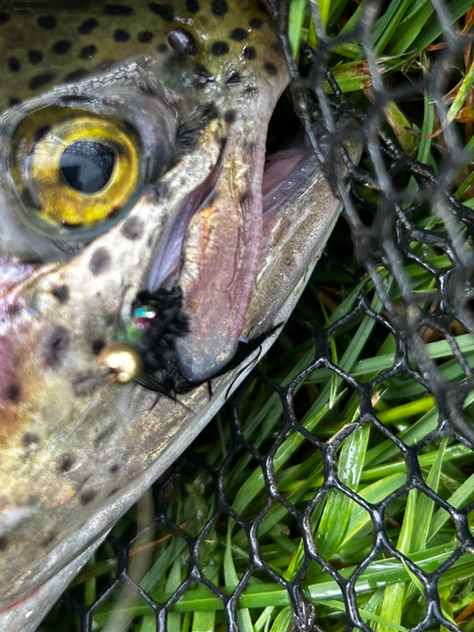 Trout on the bank