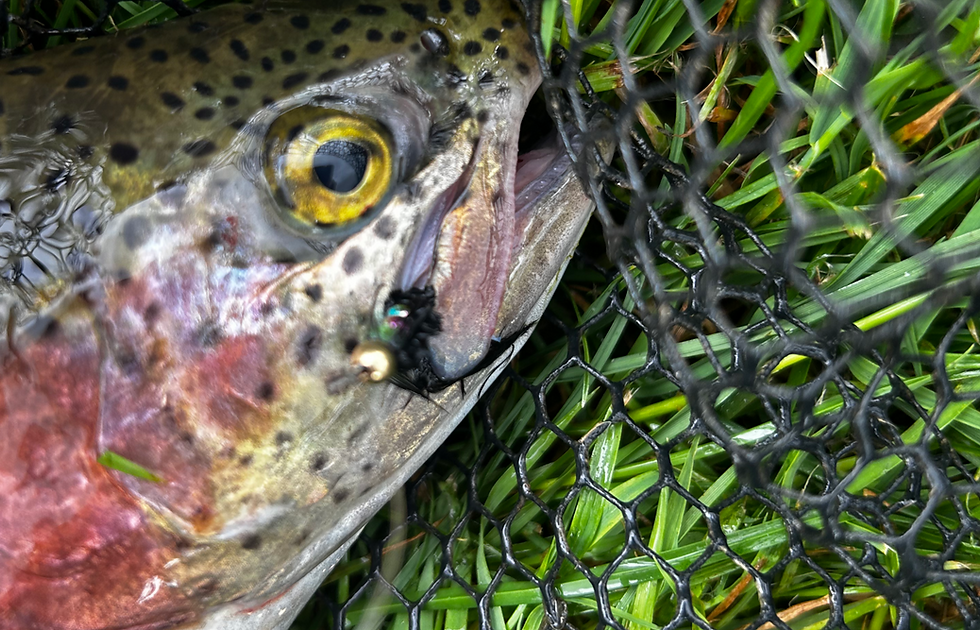 Trout on the bank