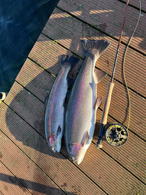 Two Rainbow Trout