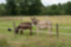 _DSC0098_edited