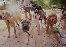 Dog Walker_edited.jpg