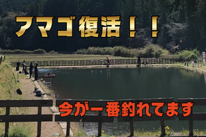 【放流情報】アマゴ復活!& 正直、今が一番釣れてます