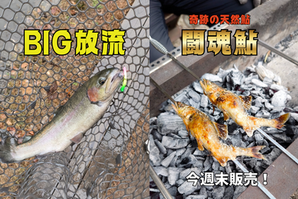 【放流情報】BIGホウライマス投入！＆ 寒狭川の奇跡、天然遡上「闘魂鮎」を限定販売！
