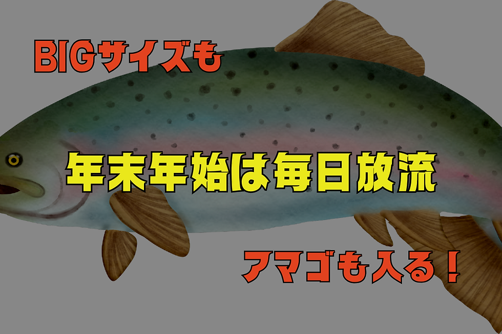 【伝説の10日間】年末年始は「毎日」放流確定!BIGサイズ&アマゴ乱舞の「お年玉チャレンジ」で2026年を占え!