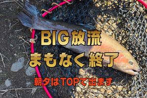 リバーベース塩瀬 BIG放流終了間近 放流情報 2026年5月