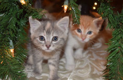 IMG_2552_edited