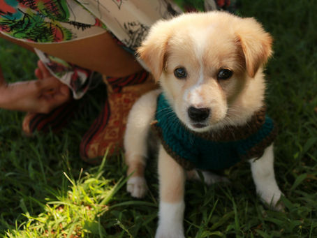 Bringing your new puppy home.