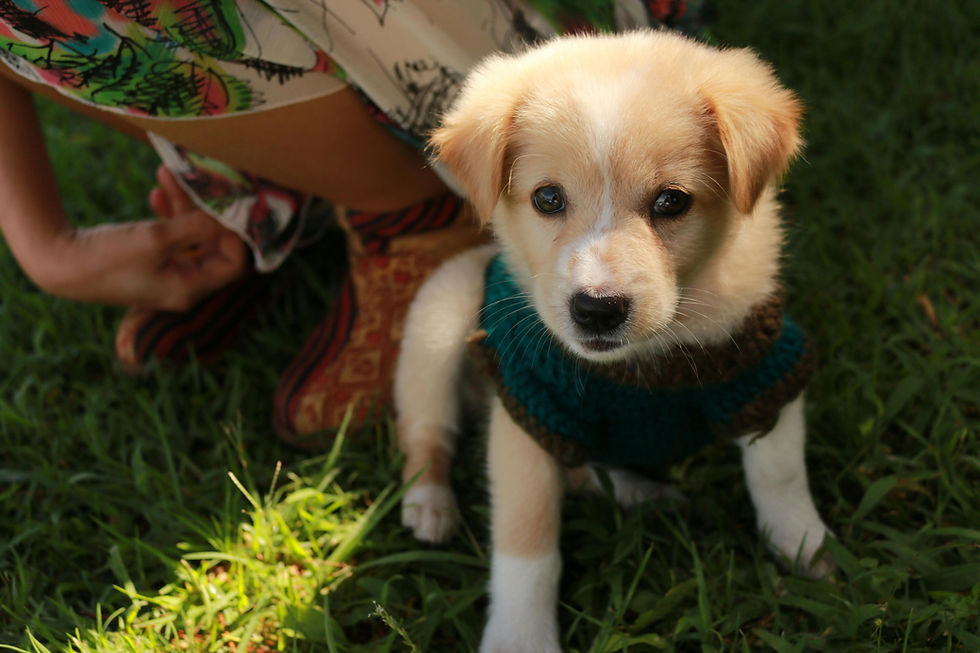 Bringing your new puppy home.
