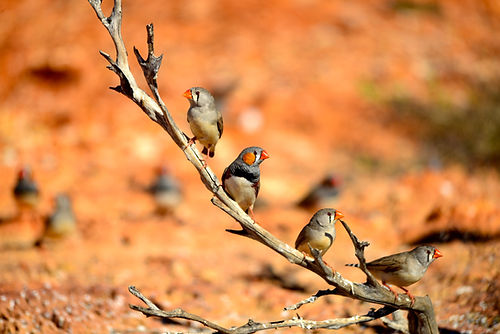 zebra_finch_2.jpeg