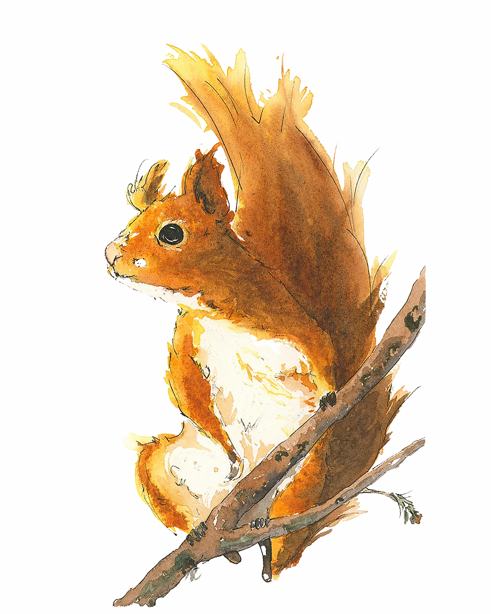 Squirrel on a Branch