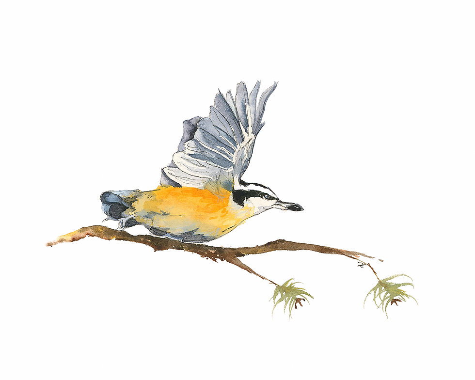 Nuthatch Takes Flight
