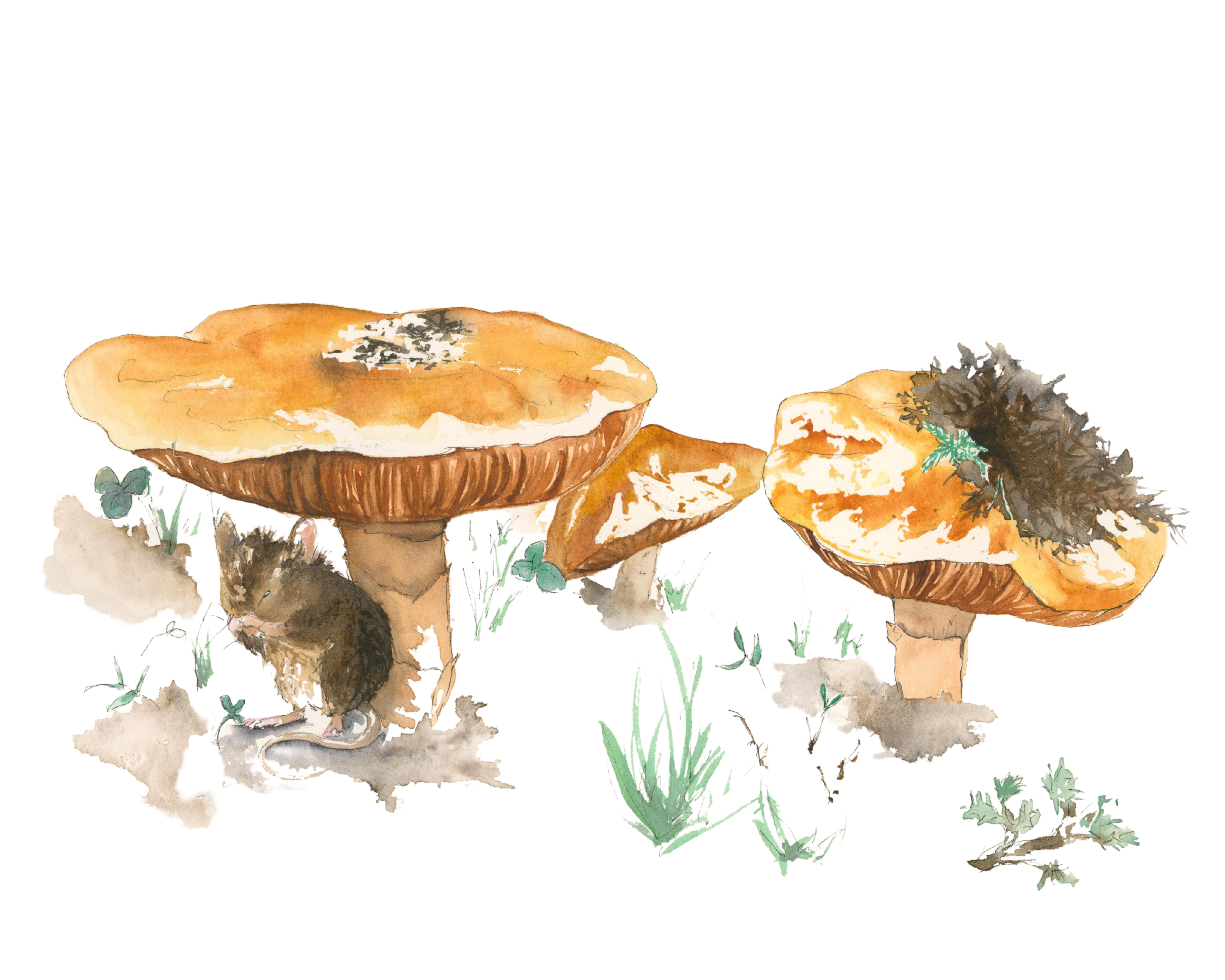 Mushroom Shelter