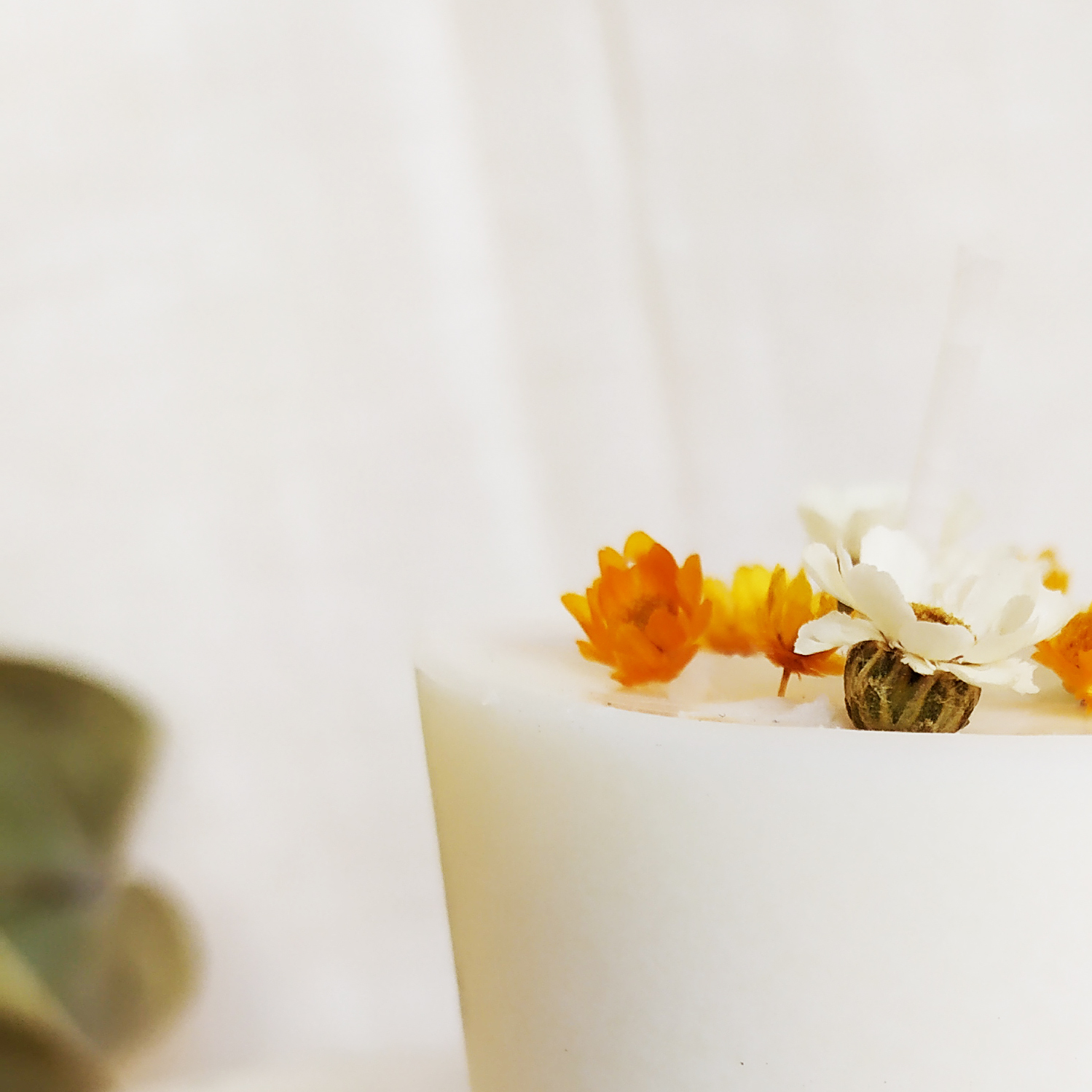 BOTANICHE DECORATIVE