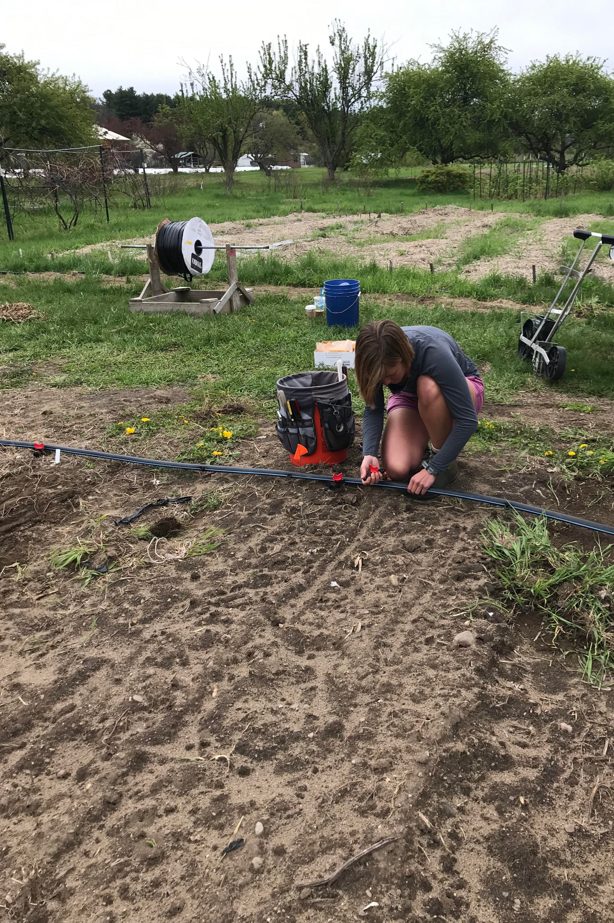 Andi laying irrigation