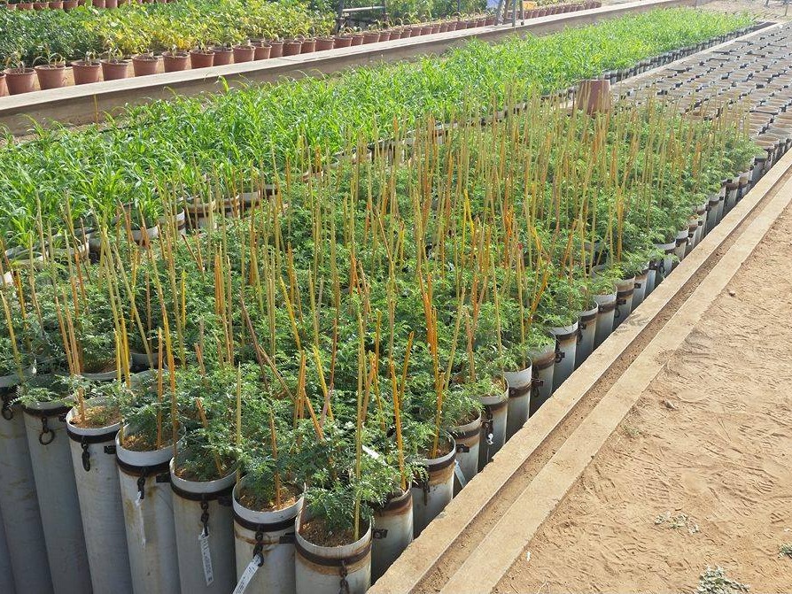 Chickpeas in the greenhouse