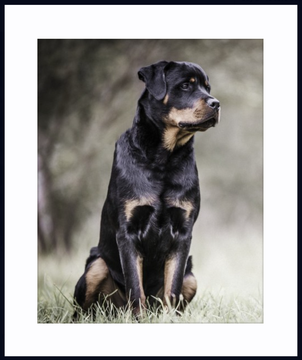 Fine Art Print 