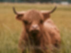 Highland cow in a field looking at the camera.