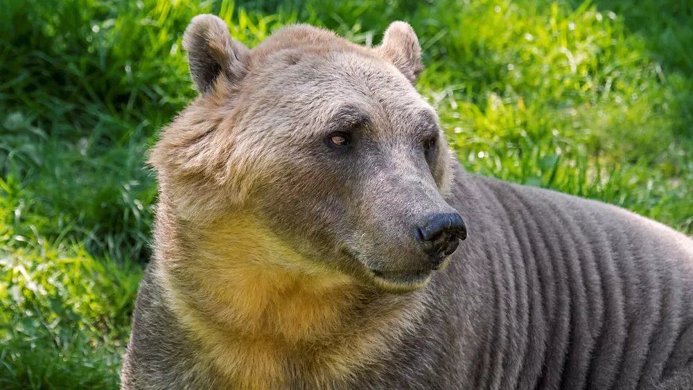 A 'pizzly' bear in captivity. (Image credit: Philippe Clement/Arterra/Universal Images Group via Getty Images)