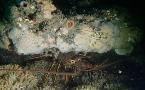 A California spiny lobster takes refuge in a crevice beneath the faintly pattered Scopalina jali, one of the new species of sponge described in this paper. Credit: Thomas Turner