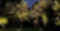 THE TRUSTED UPSTATES TREE CARE EXPERTS FOR 17 years (4.25 x 5 in) (5.75 x 4.37 in) (1080 x