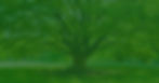 THE TRUSTED UPSTATES TREE CARE EXPERTS FOR 17 years (4.25 x 5 in) (5.75 x 4.37 in) (1080 x