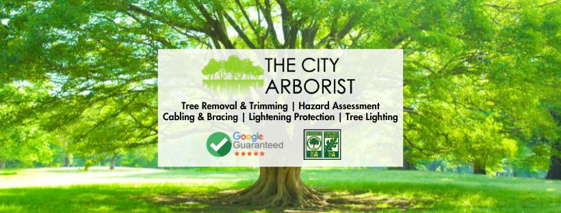 Tree Care Experts | The City Arborist | Greenville + Upstate SC