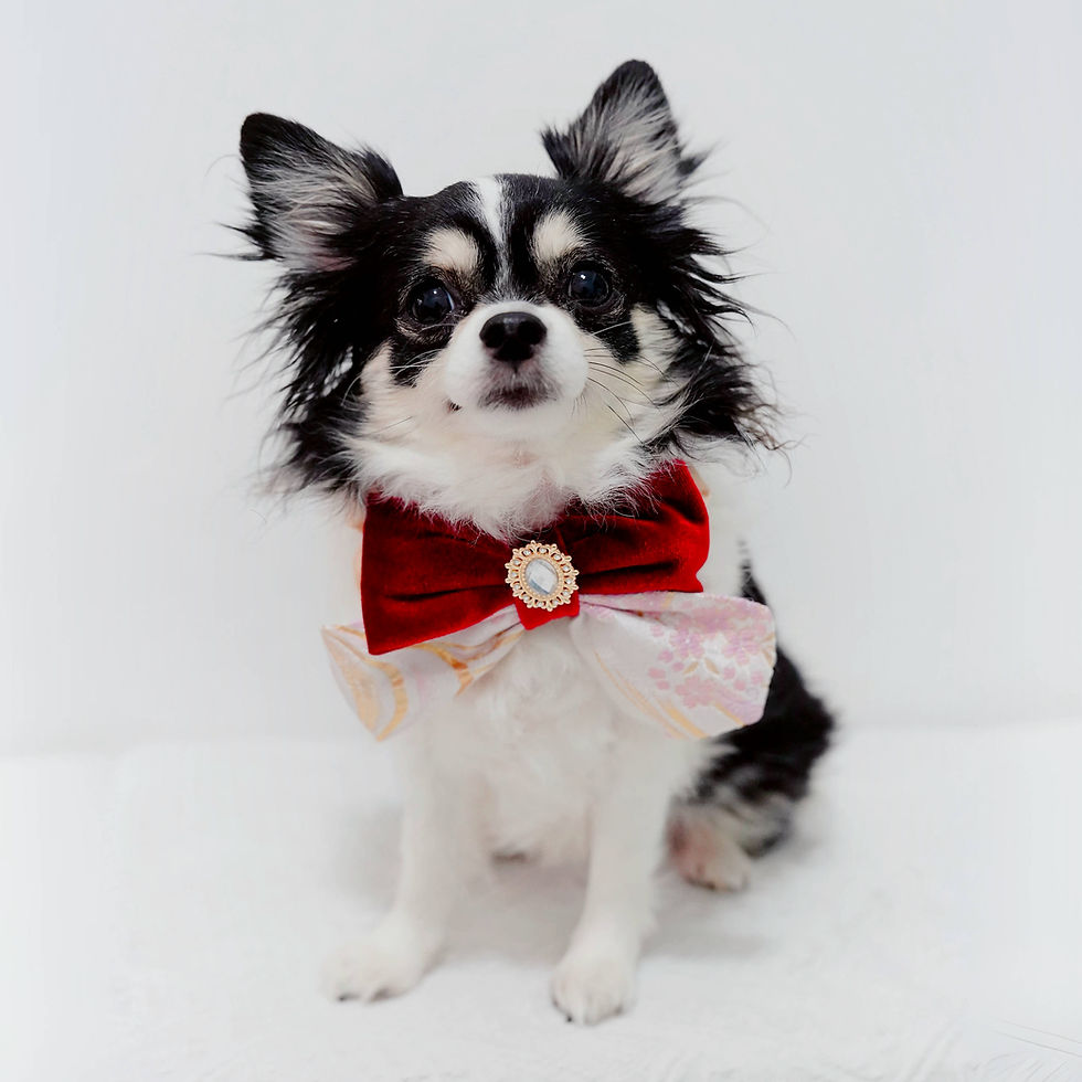 縮圖：ZAZAZOO x Crazy de Wam -  Irregular Ribbon Bow Wine Red (Limited Edition)