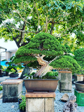 一位(イチイ)盆栽 S003 一位(イチイ)盆栽 S003