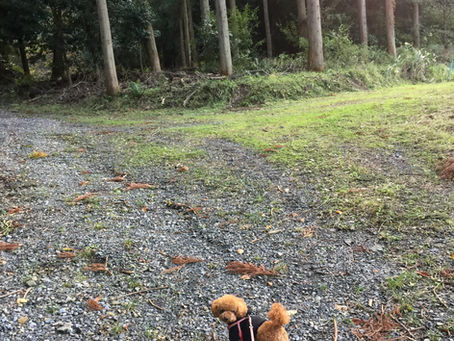 ロホとGO TOデジタルデトックス