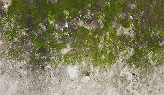 wet-moss-covered-house-wall.jpg