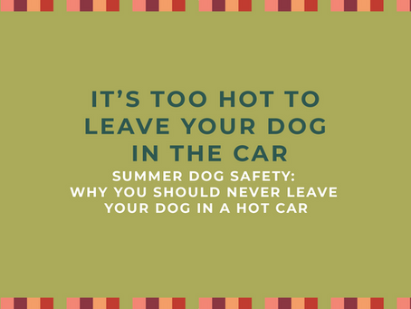 Summer Dog Safety: Why You Should Never Leave Your Dog in a Hot Car