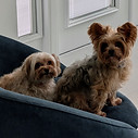 In Home Dog Training Boca Raton